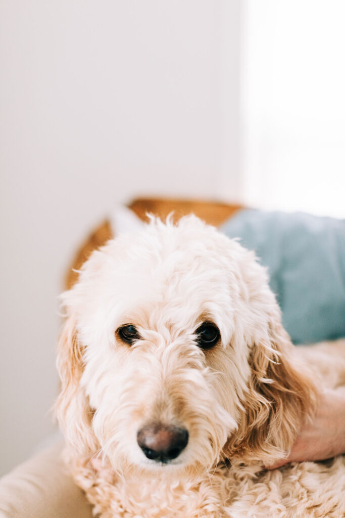 The family’s Goldendoodle is included in their photo session captured by Bartlett, TN photographer, Kailee Matsumura.  Pet family photography Olive Branch Mississippi #familypetphotography #tennesseenewbornphotographer #kaileematsumuraphotography #petsofinstagram